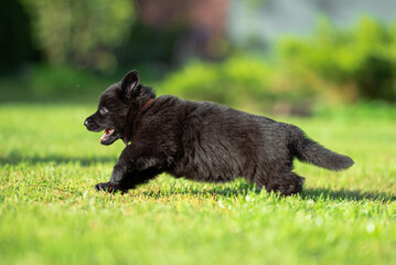 Сute small black German shepherd puppy with floppy ears, outdoor on the green grass with blurred background