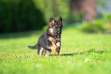 Сute small black and tan German shepherd puppy with floppy ears, outdoor on the green grass with blurred background