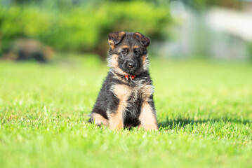 Сute small black and tan German shepherd puppy with floppy ears, outdoor on the green grass with blurred background