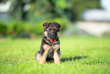 Сute small black and tan German shepherd puppy with floppy ears, outdoor on the green grass with blurred background