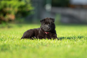 Fototapeta premium Сute small black German shepherd puppy with floppy ears, outdoor on the green grass with blurred background