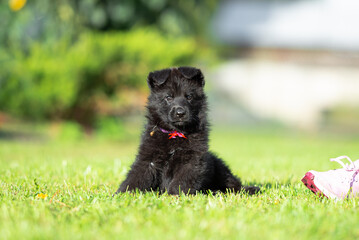 Сute small black German shepherd puppy with floppy ears, outdoor on the green grass with blurred background