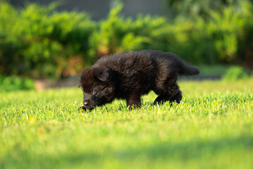 Сute small black German shepherd puppy with floppy ears, outdoor on the green grass with blurred background