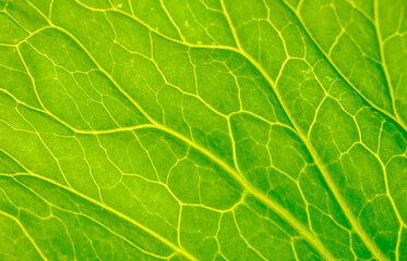 Green leaf close up. Veins on plant macro.