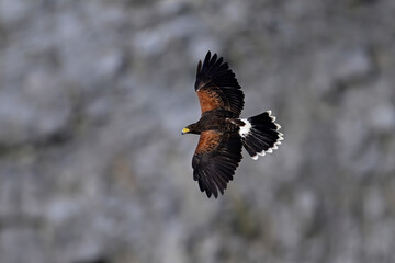 Harris’s Hawk // Wüstenbussard (Parabuteo unicinctus) 