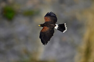 Harris’s Hawk // Wüstenbussard (Parabuteo unicinctus) 