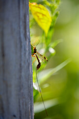A long-tailed giant ichneumon wasp (megarhyssa macrurus) looking for burrows in which to lay its eggs.