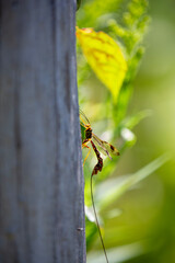 A long-tailed giant ichneumon wasp (megarhyssa macrurus) looking for burrows in which to lay its eggs.