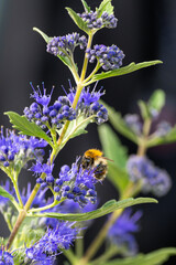 Hummel bei Sammeln von Blütenstaub auf einer Blume