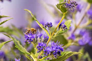Biene sammelt Nektar und Blütenstaub an einer lila Bartblume im Garten