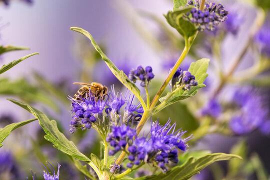 Biene sammelt Nektar und Bl&uuml;tenstaub an einer lila Bartblume im Garten