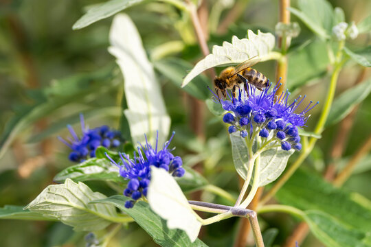 Biene sammelt Nektar und Bl&uuml;tenstaub an einer lila Bartblume im Garten