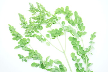 Moringa leaves on white background, vegan veg