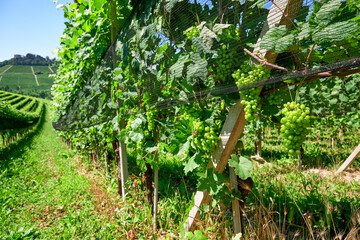 Fototapeta na wymiar Vineyards of fresh grapes on the Langhe hills, in the villages near the town of Barolo, Piedmont, Italy on a clear July day. 