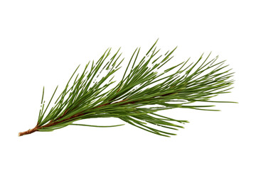 Pine Needle branch Isolated on Transparent Background. Generative Ai.