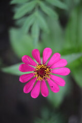 Pink blooming flower