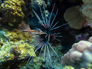 Lionfish in a coral reef in the Red Sea