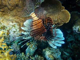 Lionfish in a coral reef in the Red Sea