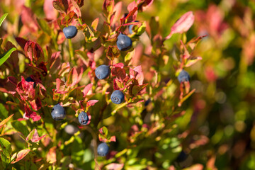 wonderful colors in autumn - bilberries with red leaves at a sunny september day on the mountains