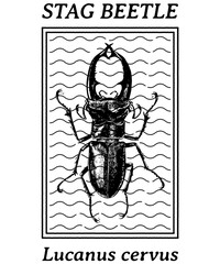 STAG BEETLE SKETCH ILLUSTRATION DESIGN BLACK AND WHITE
