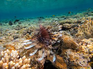 Lionfish in a coral reef in the Red Sea