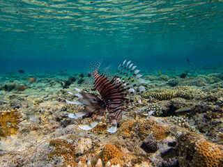 Lionfish in a coral reef in the Red Sea