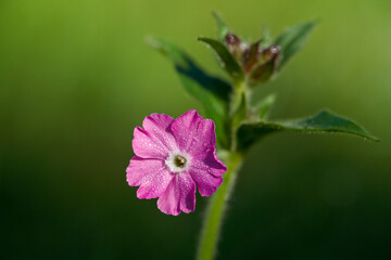 Fototapeta na wymiar red campion, silene dioica, with dew drops at a sunny autumn morning