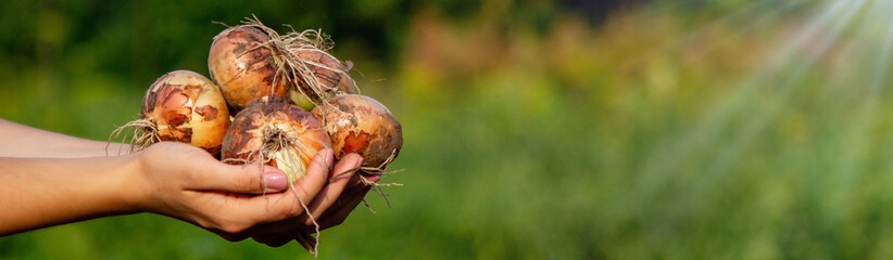 the farmer girl holds an onion in her hands. Selective focus - obrazy, fototapety, plakaty