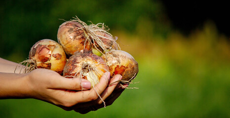 the farmer girl holds an onion in her hands. Selective focus
