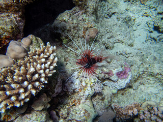 Lionfish in a coral reef in the Red Sea