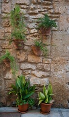 decorative plants on an exterior wall
