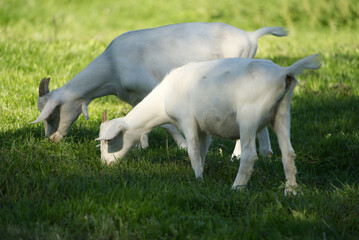 Fototapeta premium Two stark white goats side by side grazing in the meadow