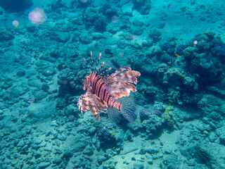 Lionfish in a coral reef in the Red Sea
