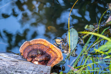 Chaga mushroom on the trunk of an old tree in the river water on a summer day.
