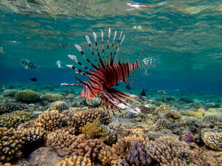 Lionfish in a coral reef in the Red Sea