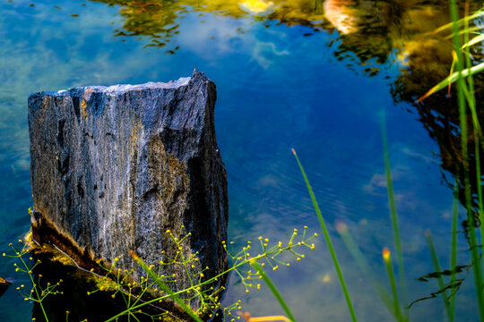 A stone in the pond water on an autumn day.