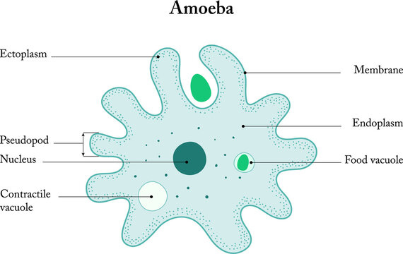 Amoeba on a white background. Anatomy of an Amoeba.