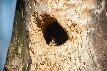 dziupla w drzewie 