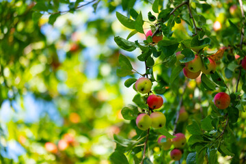 Apples on a tree in the form of a background. Autumn red apples on apple trees