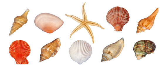 bundle of sea shell isolated element