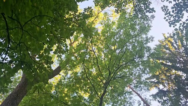 Wald-Spaziergang unter dem Blätterdach im Sonnenschein