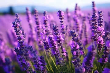 Majestic Lavender Meadows: A Botanical Wonderland