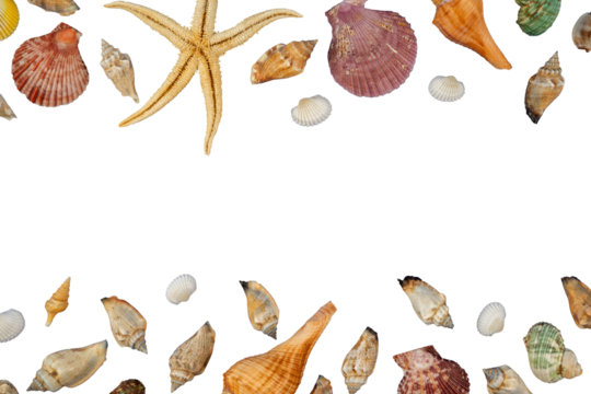 banner frame with flat lay shells copy space