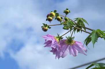 空に向かって咲く皇帝ダリア