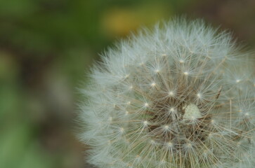 Obraz premium タンポポの綿毛