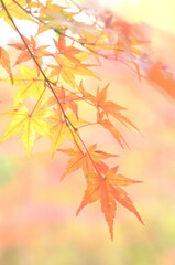 鮮やかな紅葉