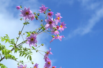 青空に映える皇帝ダリア