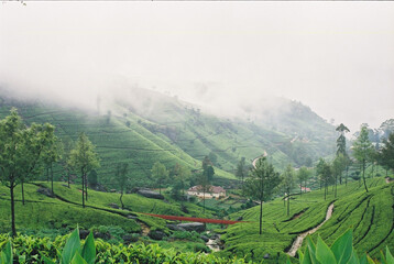 tea plantation