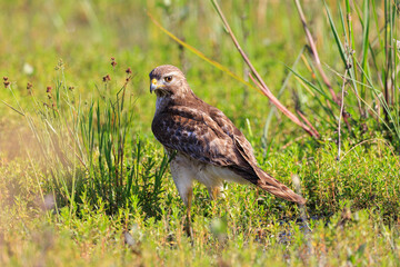 Red Shouldered Hawk in a field of grass