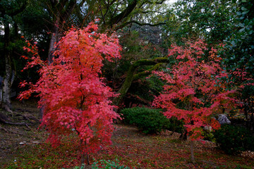 Experience the captivating contrast between the rich autumn colors and the lush greenery that surrounds them, creating a mesmerizing tapestry of nature's wonders.